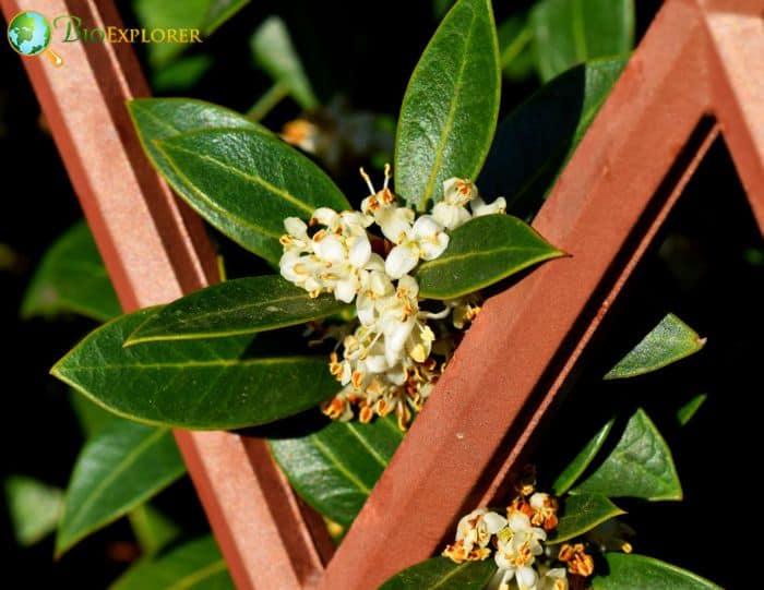 Holly Flowers Medicinal and Therapeutic Uses Holly Flowers Medicinal and Therapeutic Uses