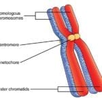 Homologous Chromosomes