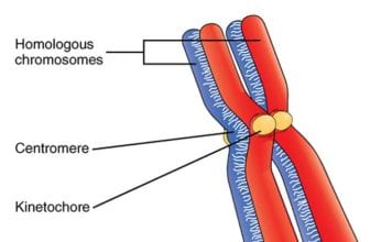 Homologous Chromosomes