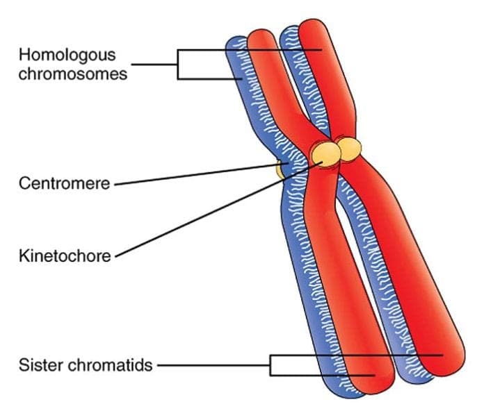 Homologous Chromosomes