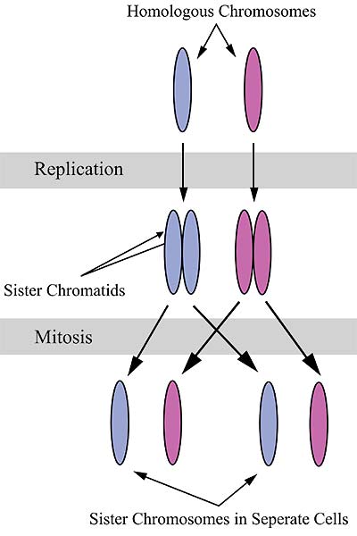 Estrutura de cromossomos homólogos