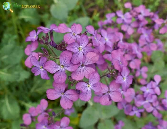 Honesty Flowers