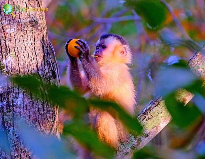 Hooded Capuchin Hooded Capuchin