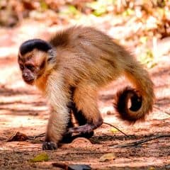 Hooded Capuchin Hooded Capuchin