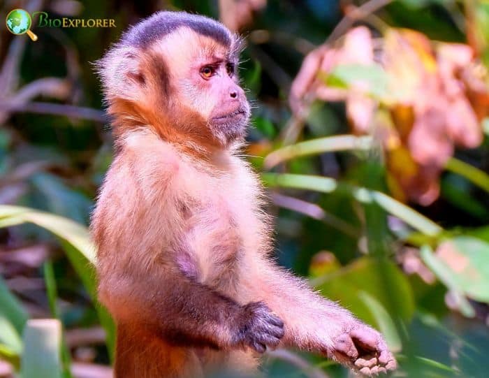 Hooded Capuchin Hooded Capuchin