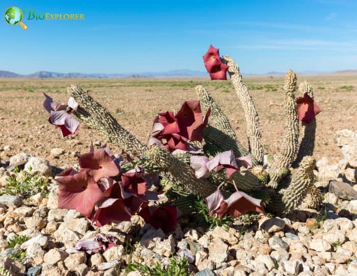 Hoodia Cactus Hoodia Cactus
