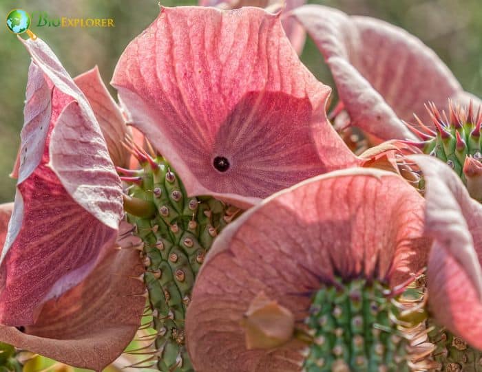 Hoodia Cactus