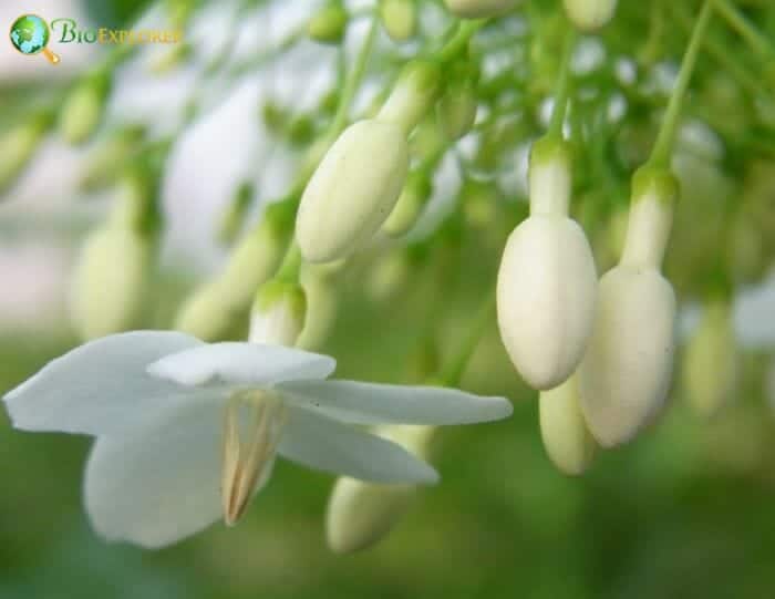 How Do Flowers Make Fragrances?