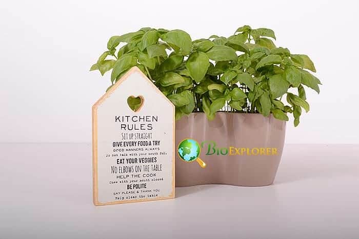 How Do I Keep Indoor Vegetables Moist While Im Away Traveling? How Do I Keep Indoor Vegetables Moist While Im Away Traveling?