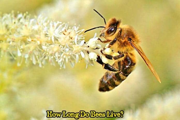 How Long Do Bees Live? How Long Do Bees Live?