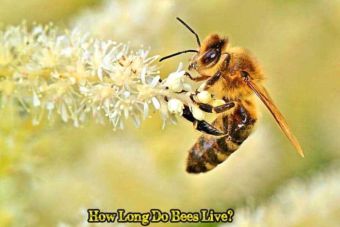 What Is the Life Span of a Honey Bee?