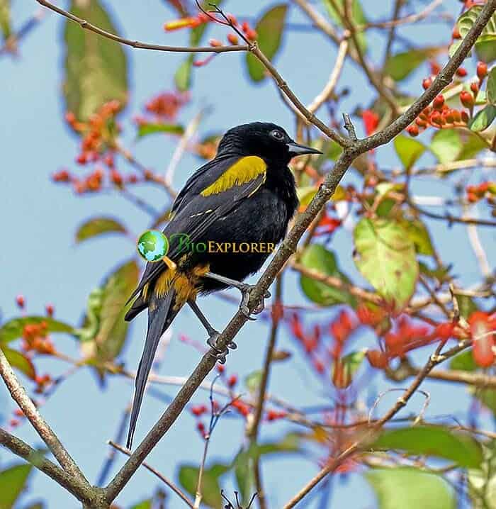 How Much Do Orioles Eat? (Cuban Oriole) How Much Do Orioles Eat? (Cuban Oriole)