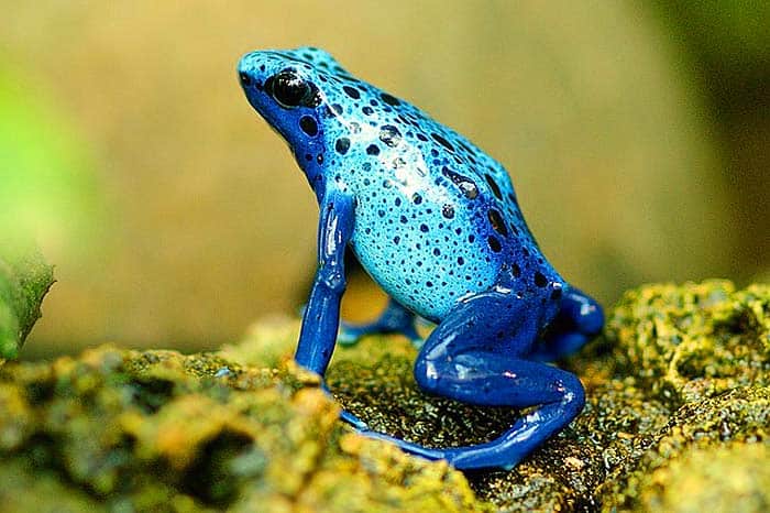 How often do frogs eat? How often do frogs eat?