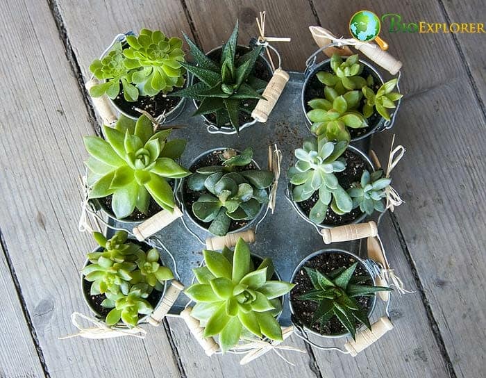 How To Start An Indoor Vegetable Garden? How To Start An Indoor Vegetable Garden?