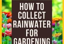 How To Collect Rainwater For Gardening?