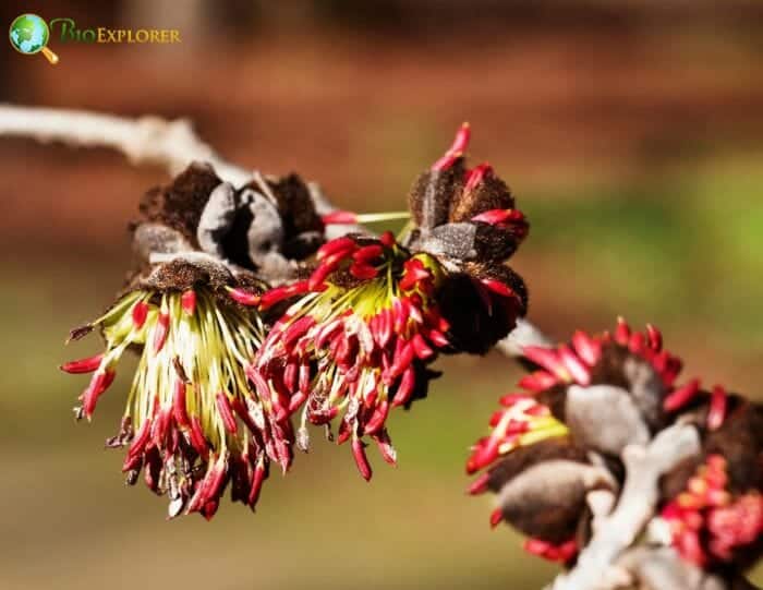 Huerteales Flowers and Reproduction