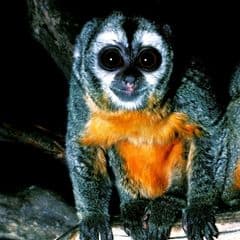 Humboldt's Night Monkey Humboldt's Night Monkey
