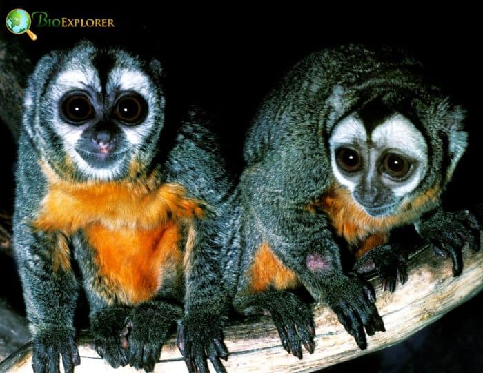 Humboldt's Night Monkey Humboldt's Night Monkey