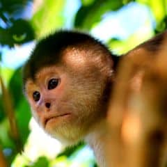 Humboldt's White-fronted Capuchin Humboldt's White-fronted Capuchin