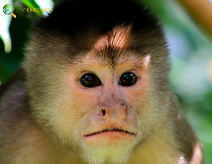 Humboldt's White Fronted Capuchin Humboldt's White Fronted Capuchin