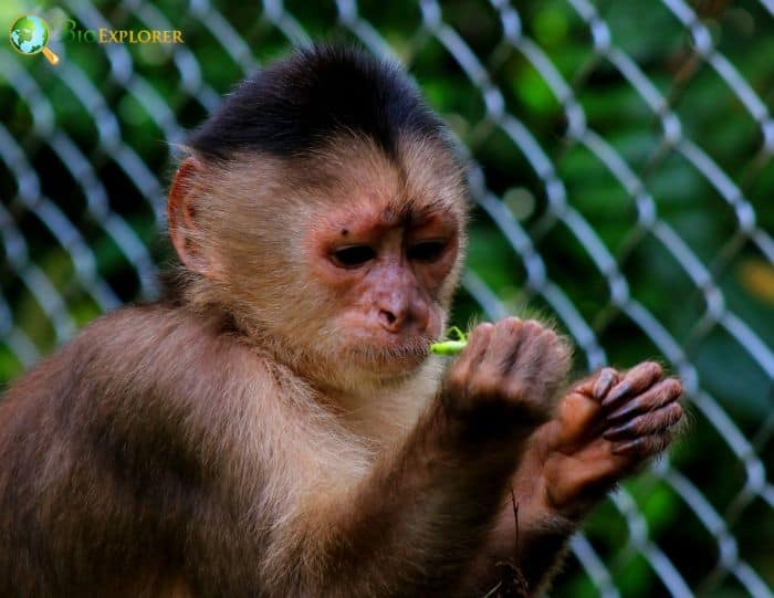 Humboldts White Fronted Capuchin Humboldts White Fronted Capuchin