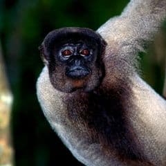 Humboldt's Woolly Monkey Humboldt's Woolly Monkey