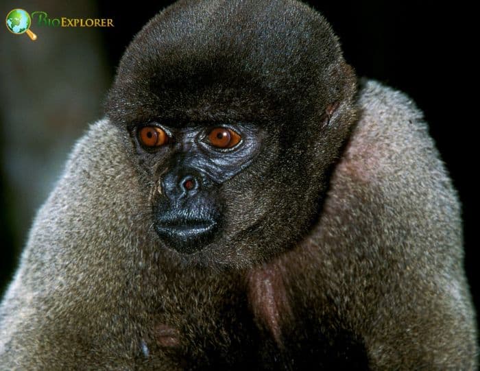 Humboldt's Woolly Monkey Humboldt's Woolly Monkey