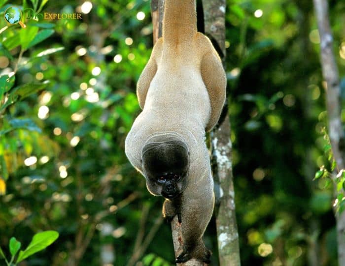 Poeppig's Woolly Monkey (Subspecies Lagothrix lagothricha poeppigii) ·  iNaturalist Guatemala