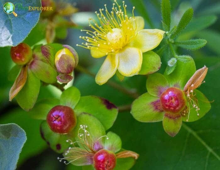 Berry (Hypericum ) - Flower & Plant Free Delivery