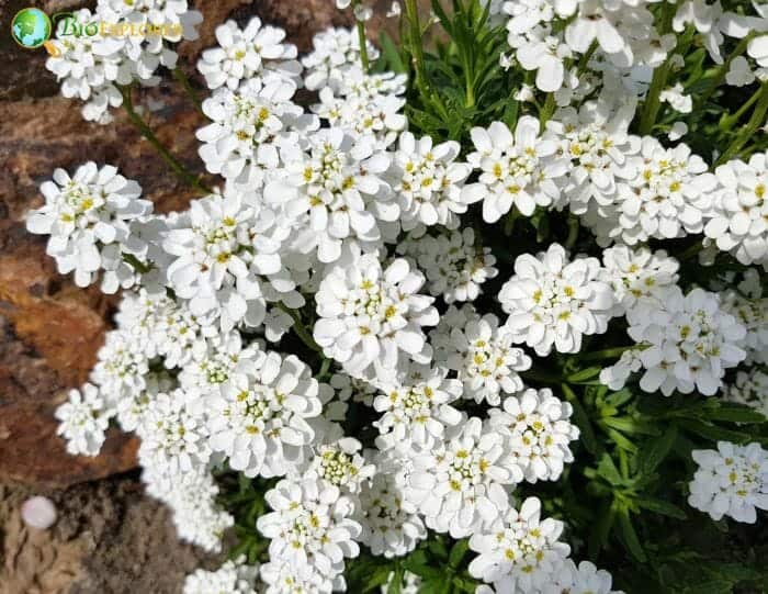 Iberis Amara Flowers