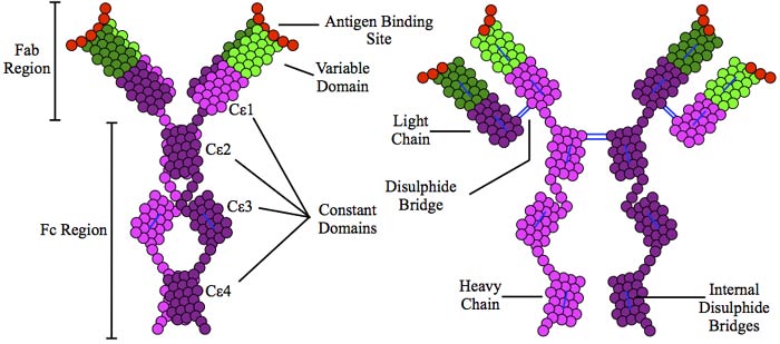IgE Structure IgE Structure