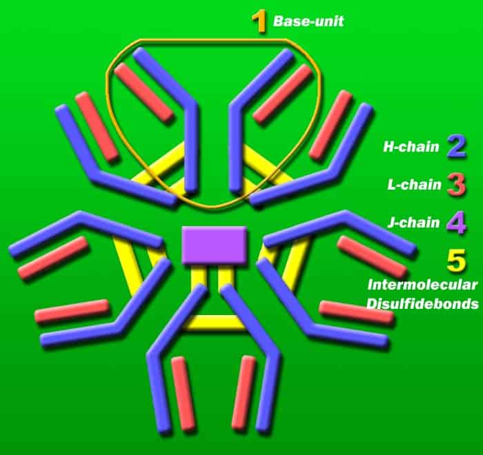 IgM Structure IgM Structure