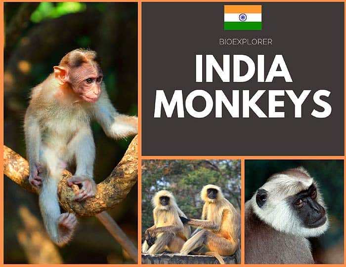 Indian Monkeys