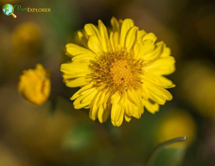 Indian Chrysanthemum Flower