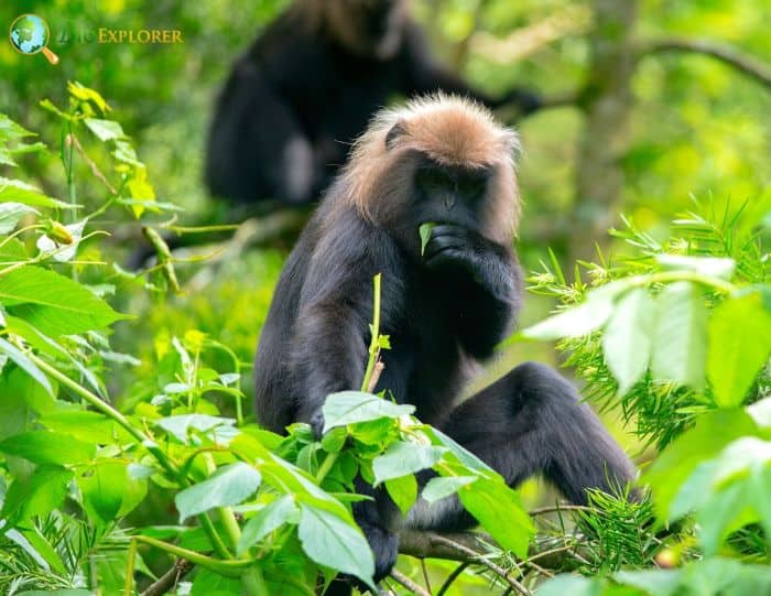 Indian Hooded Leaf Monkeys