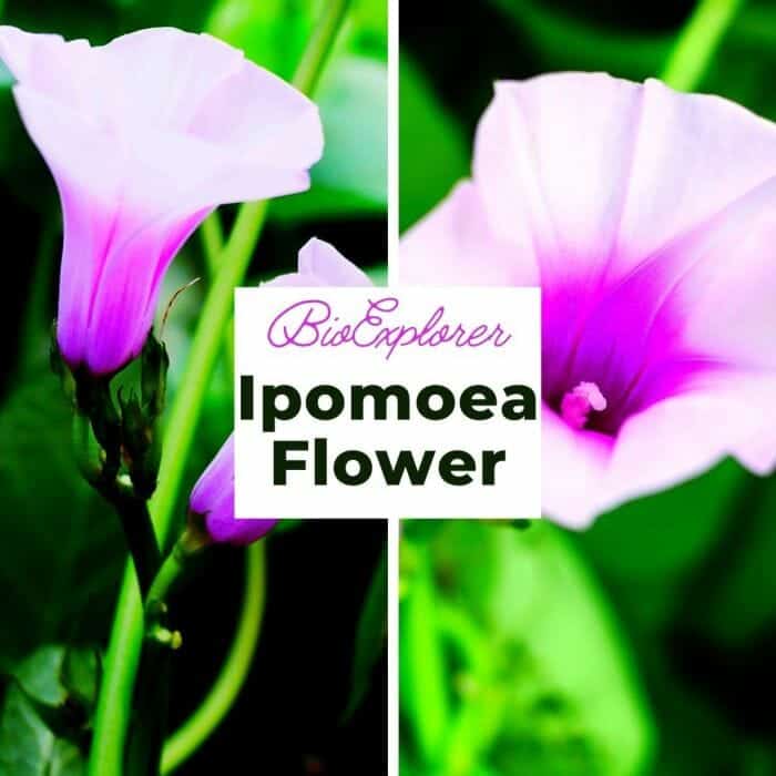 Ipomoea