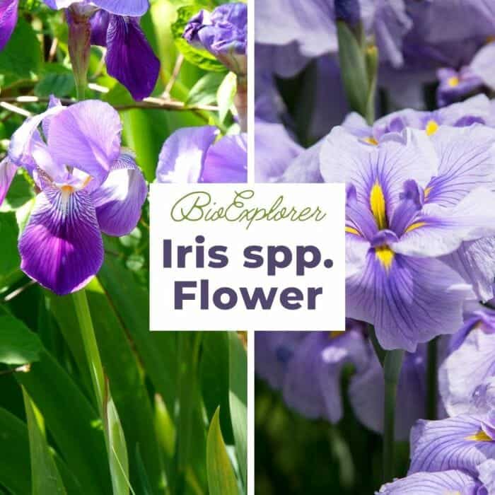 Iris