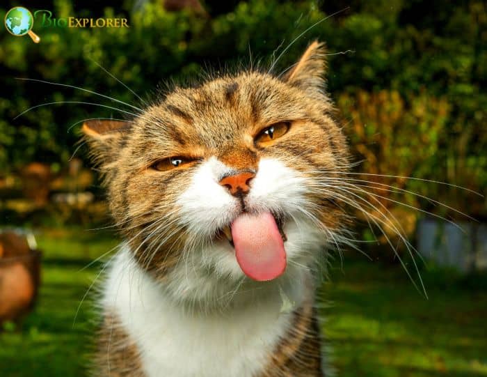 Is Narcissus Flower Poisonous To Cats? Is Narcissus Flower Poisonous To Cats?