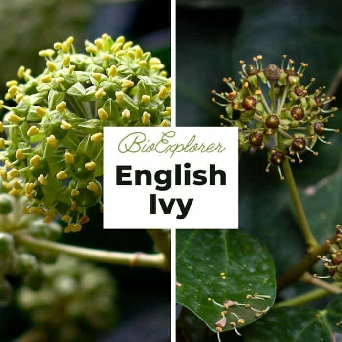 Ivy