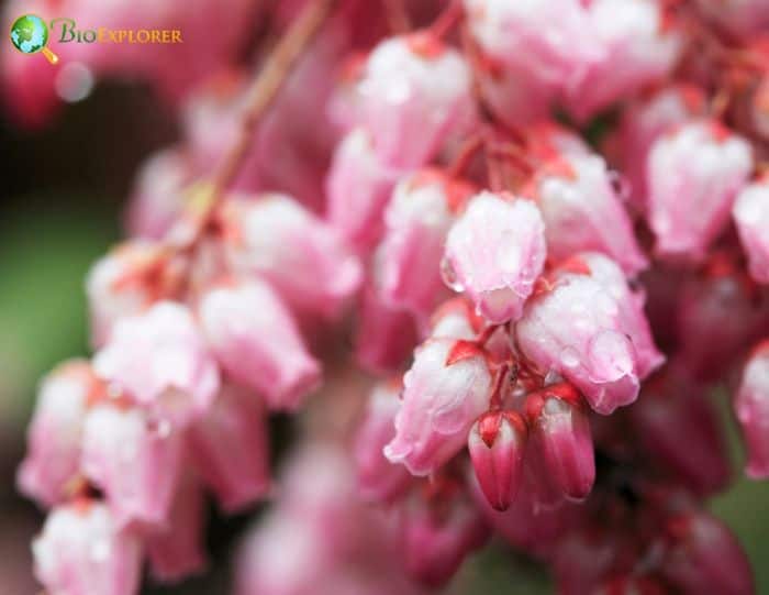 Japanese Andromeda Pink Flowers