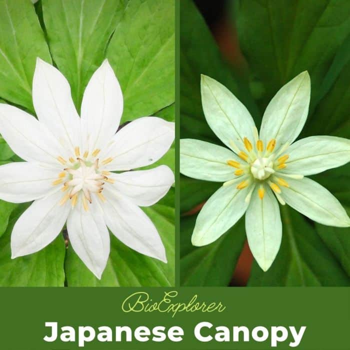 Japanese Canopy