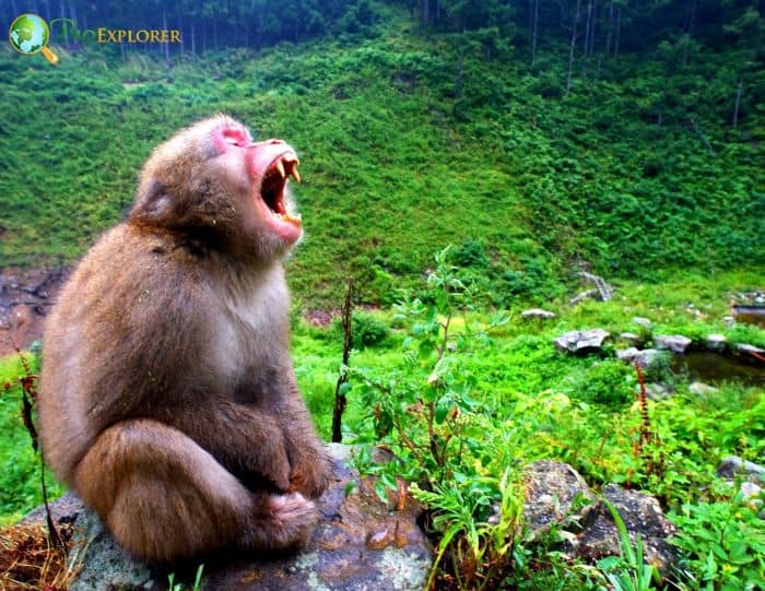 Japanese Macaque 