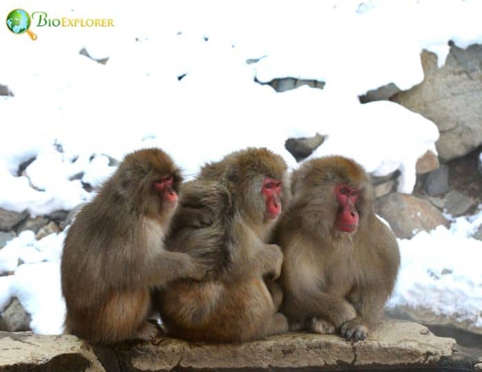 Japanese Macaque Japanese Macaque