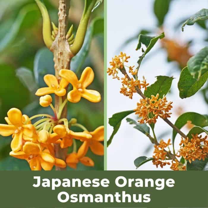 Japanese Orange Osmanthus