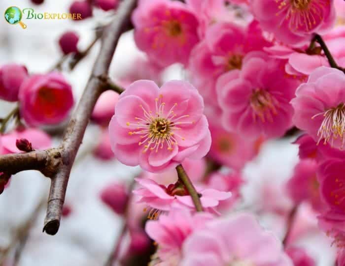 Japanese Plum Blossom Pink Flowers