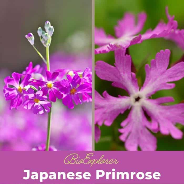 Japanese Primrose