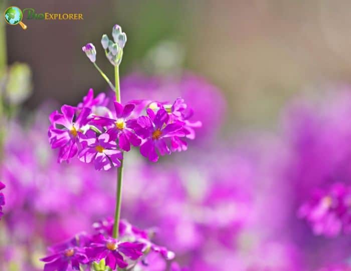 Japanese Primrose Flower