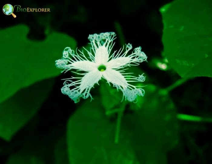 Japanese Snake Gourd Flower
