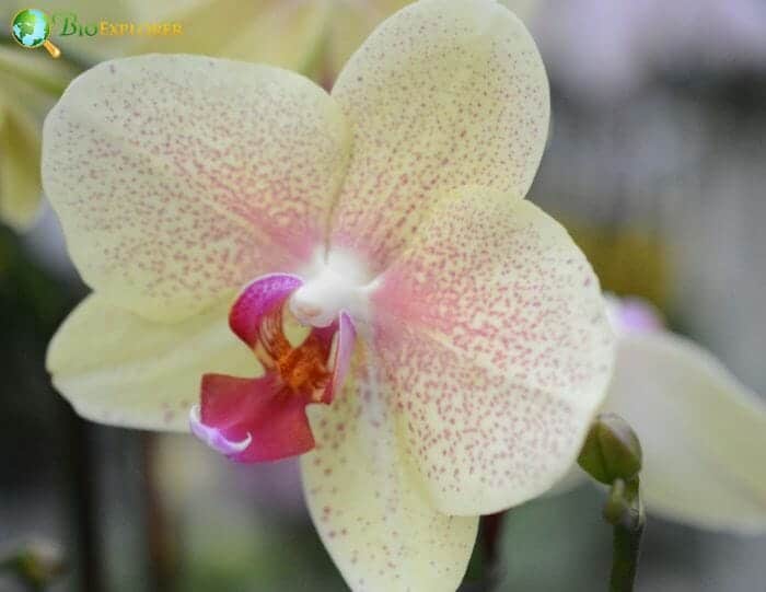 Japheth Orchid