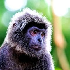Grizzled leaf monkey Grizzled leaf monkey